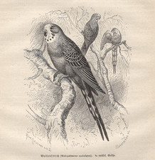 Budgerigar or Budgie Antique