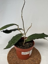 Hoya Clemensiorum SUMATRA