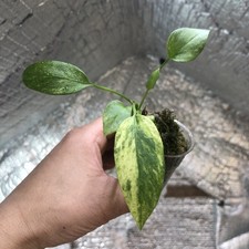 Anthurium vittarifolium