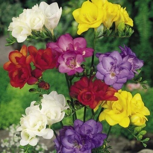 Freesia double mixed - freesia,