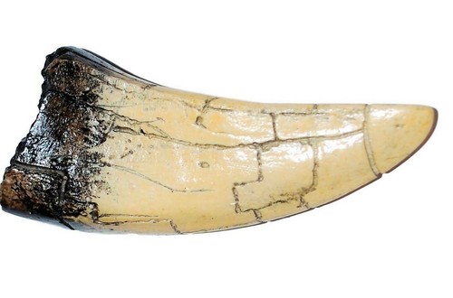 Tyrannosaurus tooth replica - tooth,