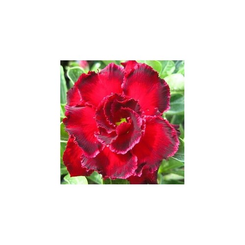 Rosemarie germinated - 5, "germinated