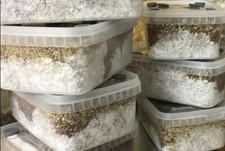 How to grow mushrooms kit