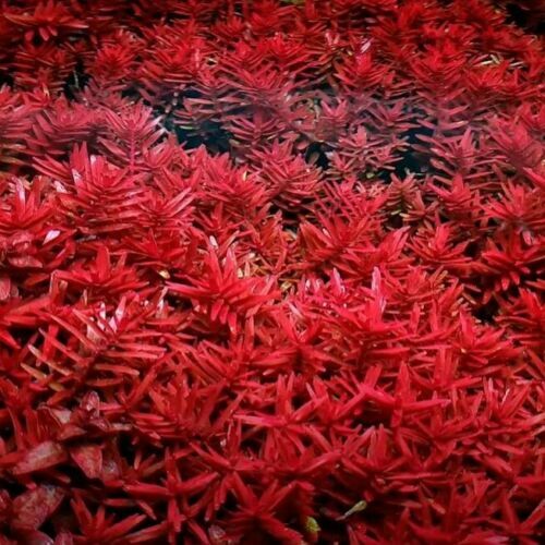 Stems rotala blood - rotala,