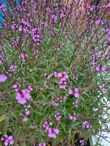 Verbena bampton hardy - verbena,