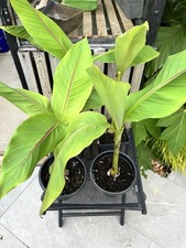 Musa basjoo Hardy Japanese