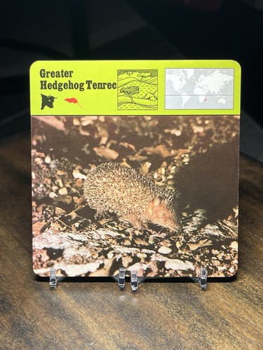 Greater hedgehog tenrec 1977 - hedgehog,