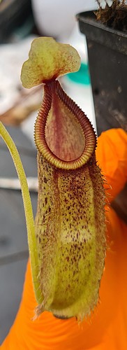 Nepenthes spathulata hamata - x,