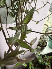 5 Tradescantia Callisia