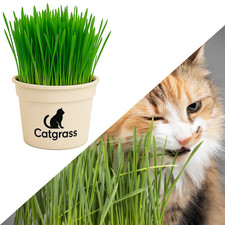 Cat Grass | Live Plant | Hairball Relief & Digestive Aid | UK Grown Pet Grass