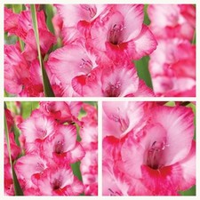 Pink Gladioli x 10 Corms