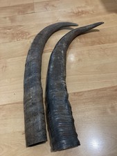 2 Water Buffalo Horns 