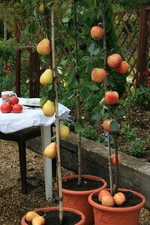 Column fruit tree collection 5