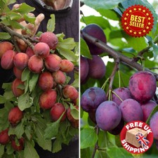 Rare Tall Plum Fruit Tree Duo