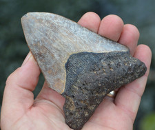 AMAZING VALUE, GENUINE MEGALODON SHARK TOOTH!.... BEST VALUE MEGS !!!! Bd145