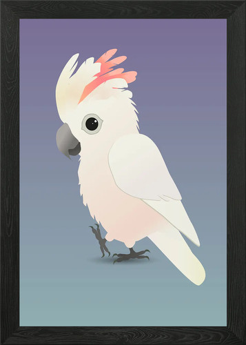 Salmon crested cockatoo framed - salmon,