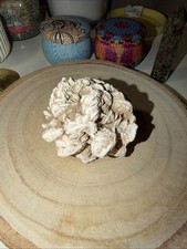 Desert rose crystal selenite - desert,