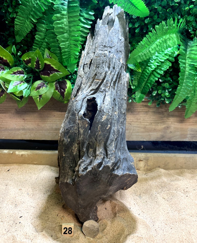 Small medium corbo root - small/medium,