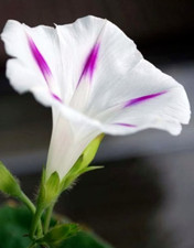 Morning glory Ipomoea tricolor Milky Way 150 seeds+4"FREE PLANT LABEL 
