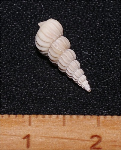 Very rare eocene gastropod - very,