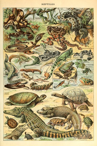 Vintage reptiles chart - reptiles,