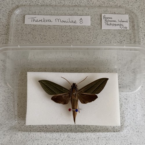 Entomology theretra manilae - entomology,