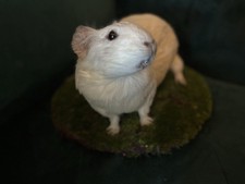 XL White Mounted Guinea pig
