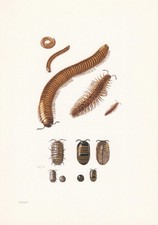 1960 MILLIPEDE & WOODLICE Print - Vintage Insect Wall Art - 7.5 x 10.6 Inches
