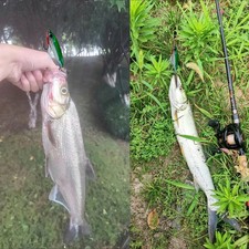 5pcs fishing lure set - fishing, lifelike