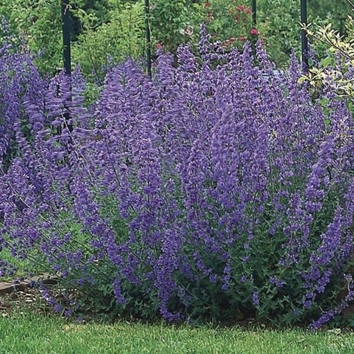 Scented nepeta six - nepeta, hills
