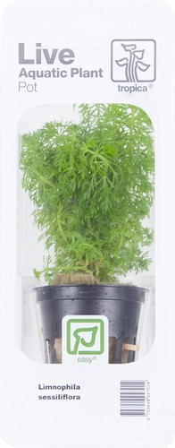 Limnophila sessiliflora
