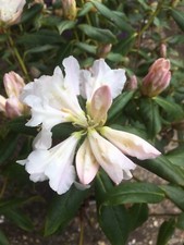 Two White Rhododendron Plants - 5 Litre Pot (Free UK Postage)