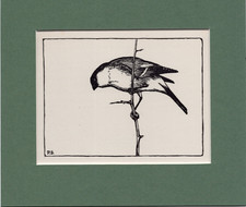 Peter Scott  ~ BULLFINCH ~ Black and White print ~ Original 1936