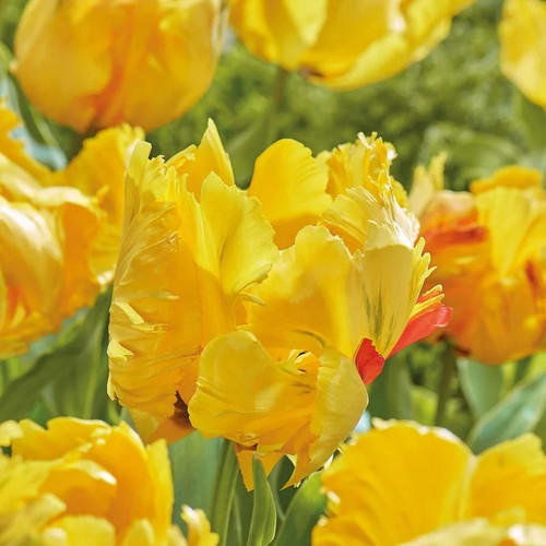 Tulip eagle wings large xxxl - eagle,