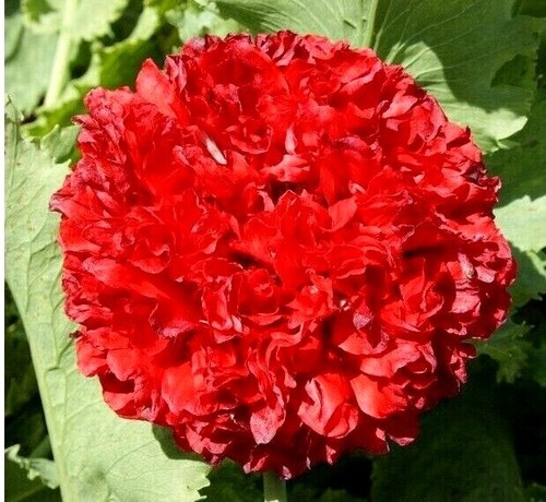 Poppy papaver paeoniflorum - poppy,