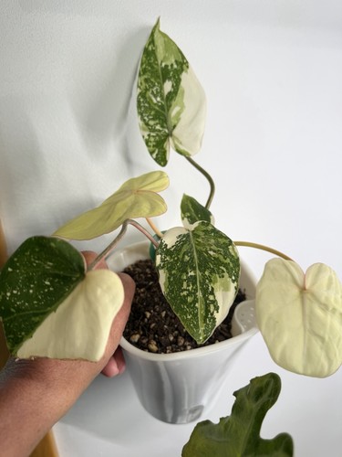 Variegated gloriosum clear - gloriosum, in