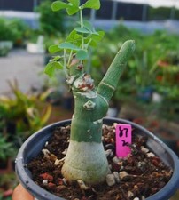 adenia fruticosa WYSIWYG