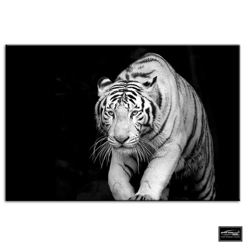 Tiger animals box framed - animals,