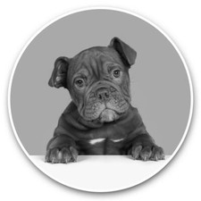 2 x Vinyl Stickers 7.5cm (bw) - Cute Old English Bulldog Puppy Dog  #42763