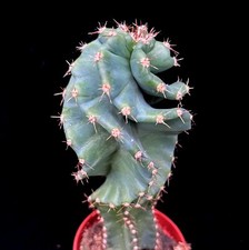 Spiral Cactus | Cereus