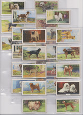 Gallaher Dogs Cigarette Cards