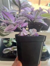 1 x Tradescantia Nanouk Pink