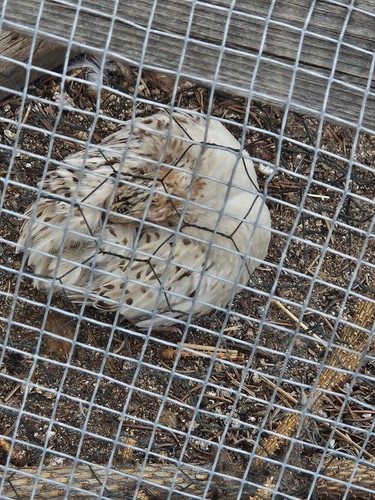 Quail hatching eggs - ,