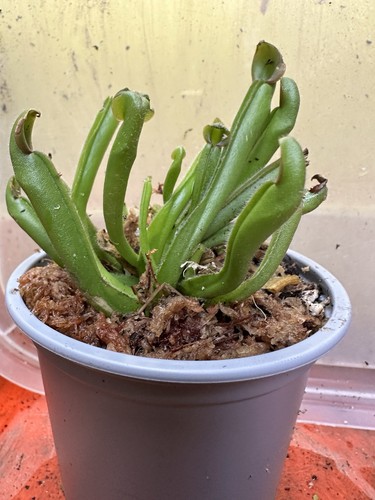 Heliamphora mickey clone - heliamphora,