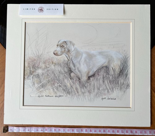Weimaraner dog lithograph - dog, /