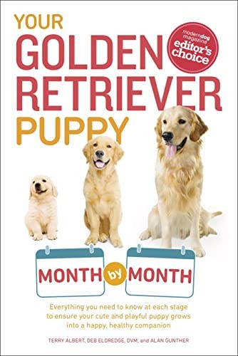 Your golden retriever puppy - your,