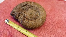 Ammonite Large Fossil Ammonite