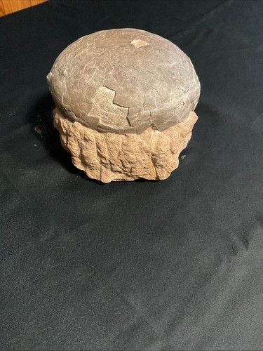 Fossilized hadrosaur dinosaur - fossilized,