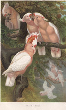Major Mitchell's Cockatoo
