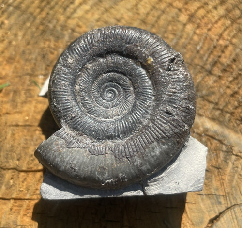 Dactylioceras tenuicostatum - dactylioceras,